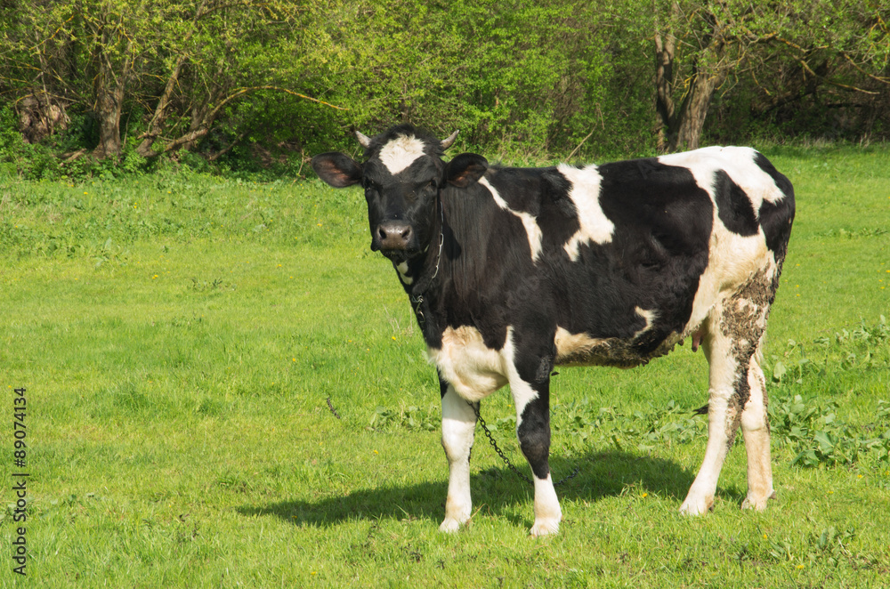 cow in the meadow