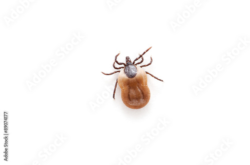 health danger - disease-carrier ticks photo