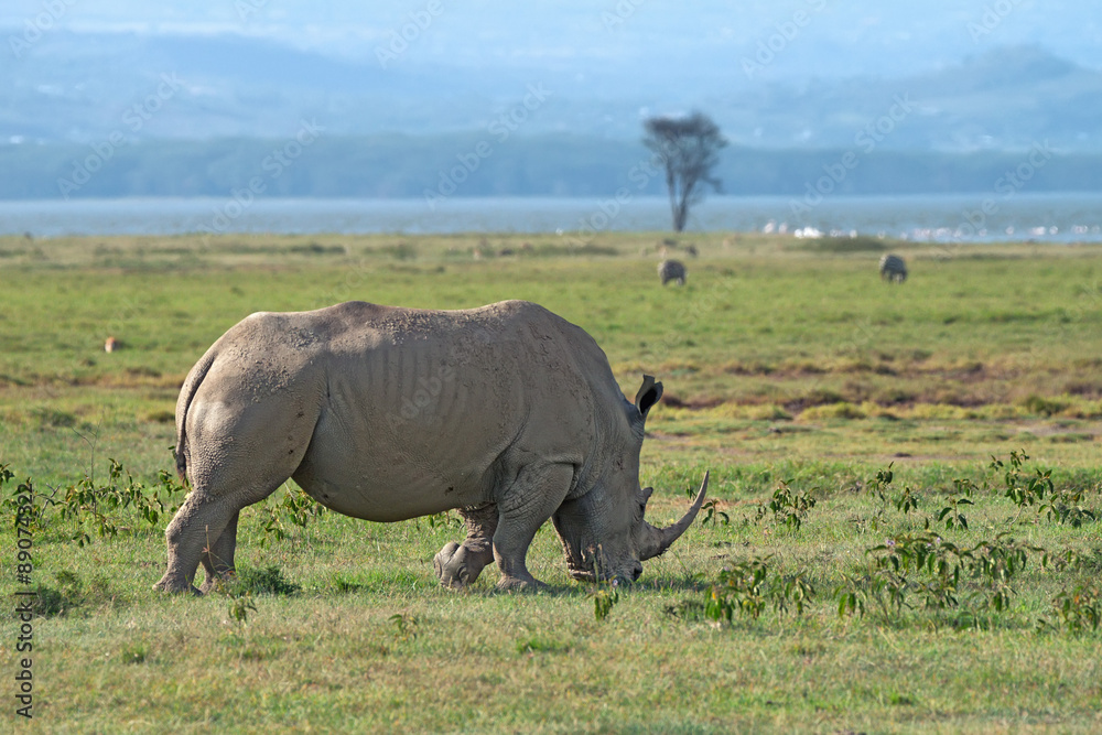 Fototapeta premium White rhino