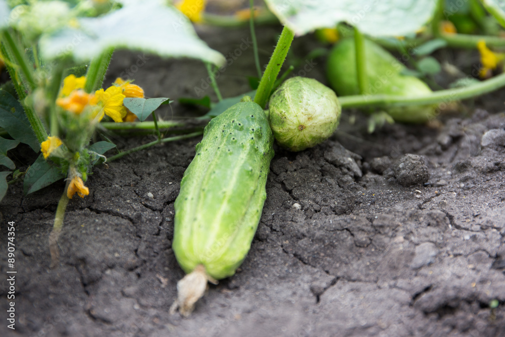 Obraz premium Gurken ernten