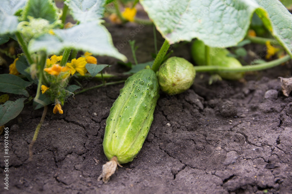 Obraz premium Gurken ernten