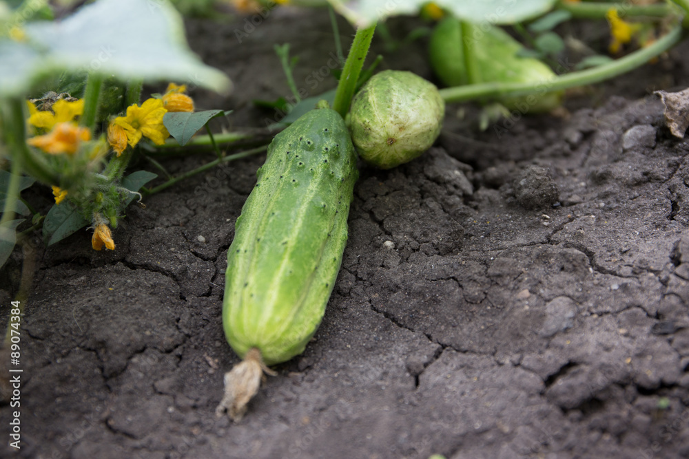 Obraz premium Gurken ernten