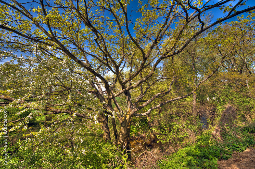 Baum Baum