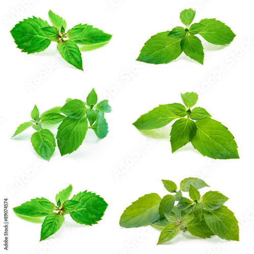 Fresh mint isolated on white. Collection