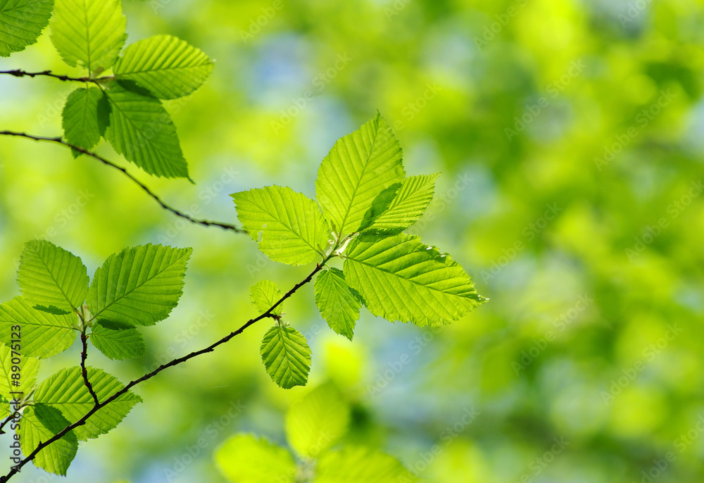 leaves leaves