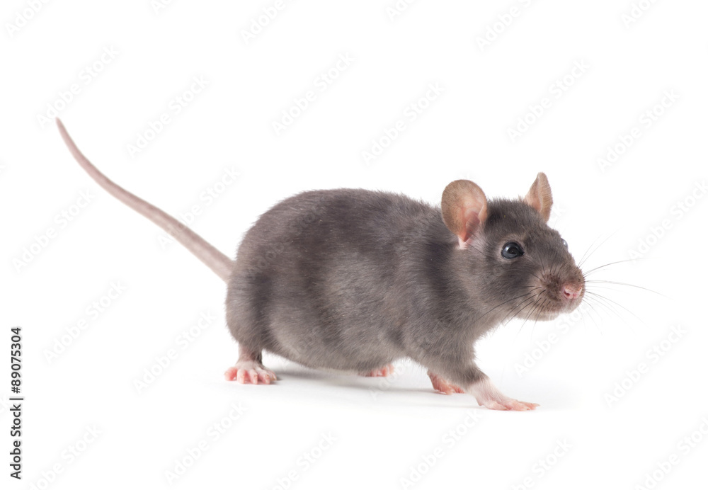 rat rat