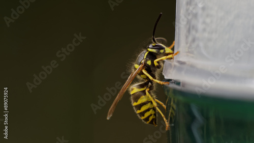 Common european wasp (Vespula vulgaris) sitting on an wasp trap, image taken without flash and shows the natural exoskeleton's shine