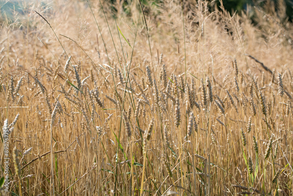 Fototapeta premium golden wheat in a farm field