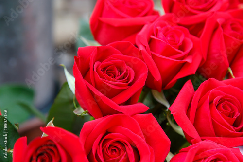 beautiful red roses