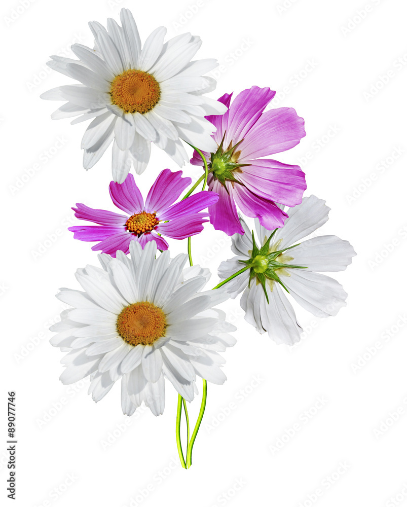 Fototapeta premium Cosmos flowers isolated on white background