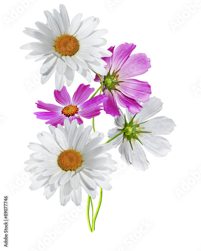 Fototapeta Naklejka Na Ścianę i Meble -  Cosmos flowers isolated on white background