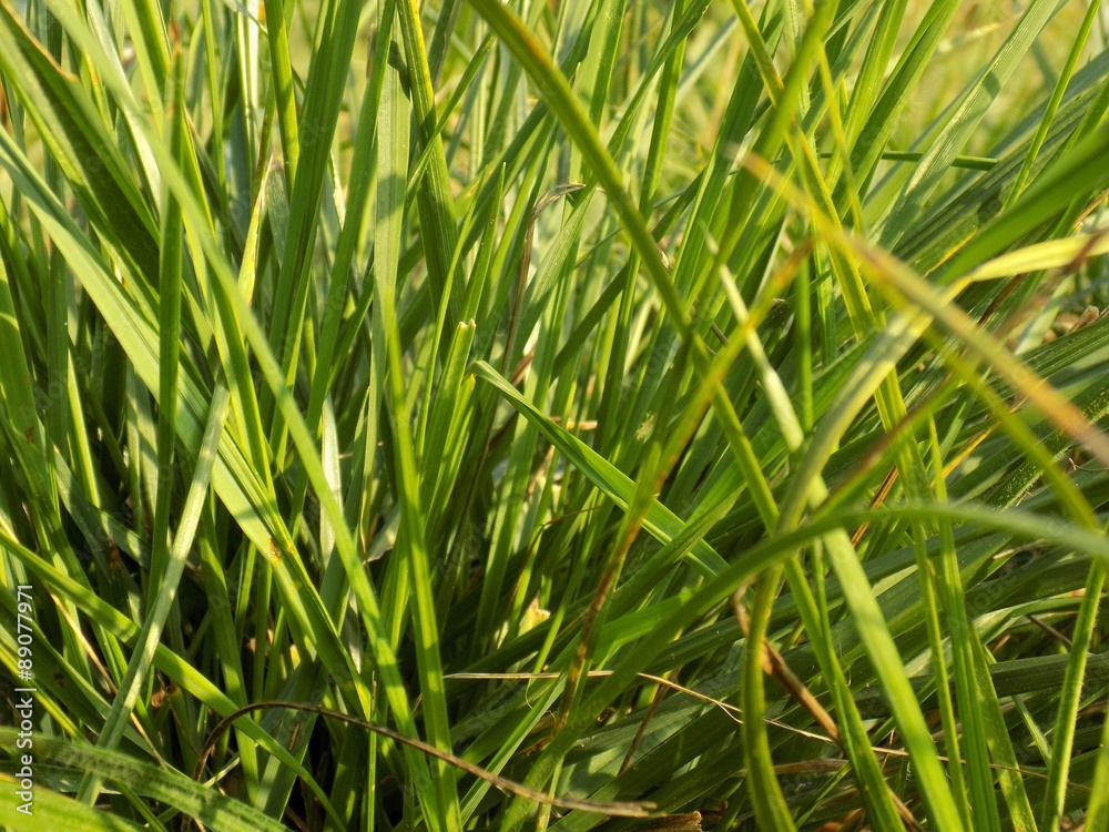 Grass Grass