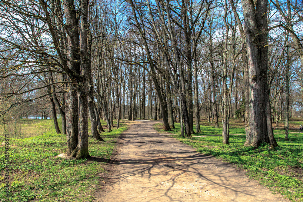 Pathway in Forest