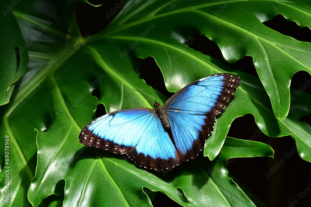 Naklejka premium A pretty blue morpho butterfly lands in the butterfly gardens.