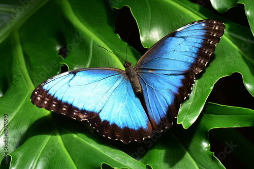 A pretty blue morpho butterfly lands in the butterfly gardens. #89078993