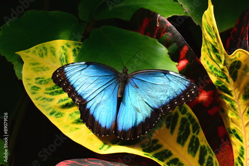 A pretty blue morpho butterfly lands in the butterfly gardens.