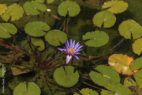 Blue star water lily, Nymphaea nochali, floats in a pond with its lily pads in Southern California photo