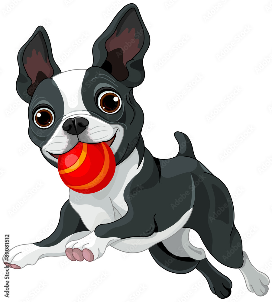 Obraz premium Boston Terrier Holds Ball
