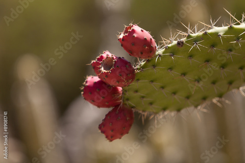 Prickly pear cactus, Opuntia, blooms in the Sonoran Desert, Arizona photo