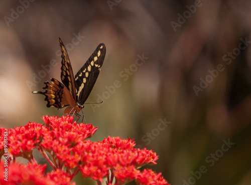 Anise swallowtail butterfly, Papilio zelicaon, is found in western North America photo