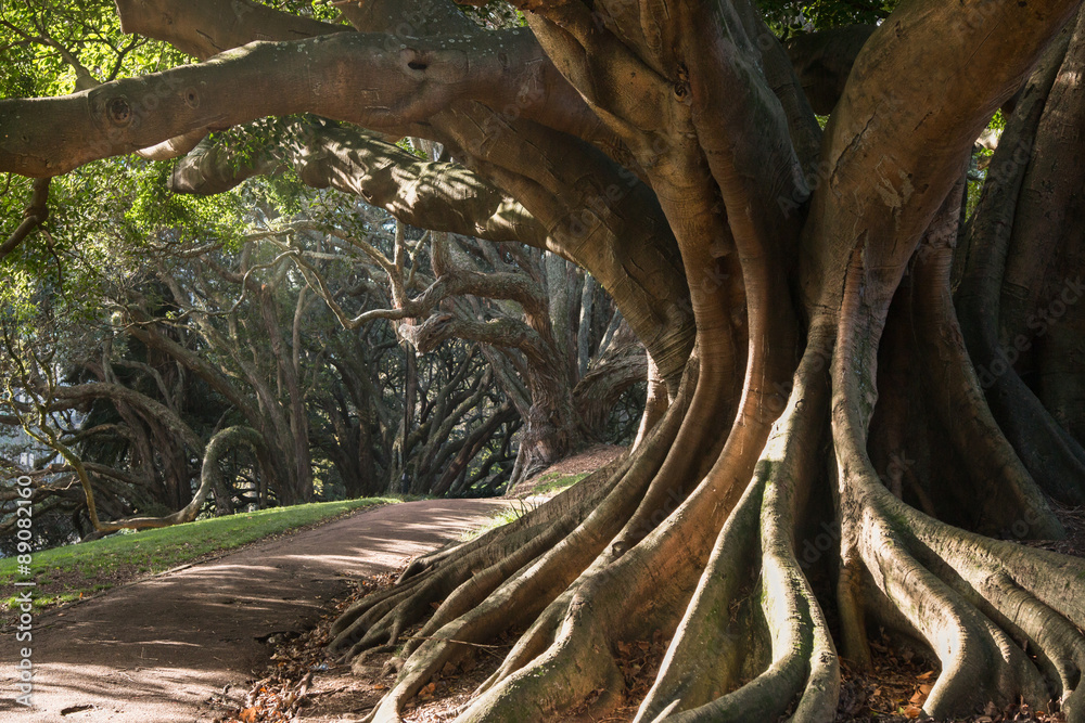 Buttress roots of Moreton Bay fig tree