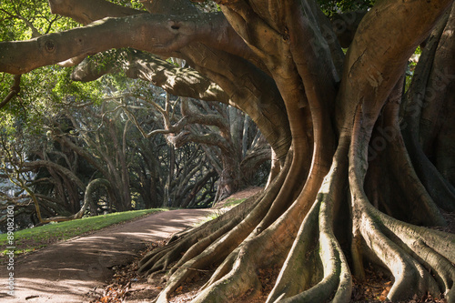 Buttress roots of Moreton Bay fig tree
