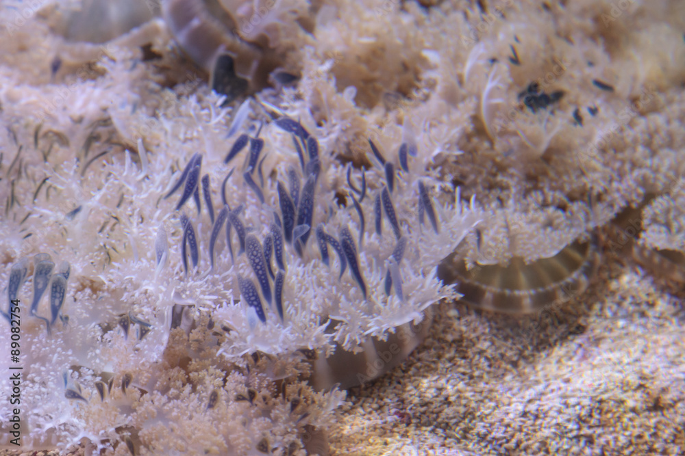 Fototapeta premium Upside down jellyfish, Cassiopea, can be seen in Florida and the Caribbean. 