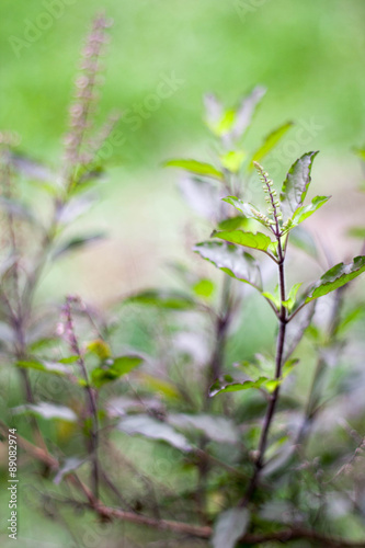 Holy basil or tulsi is an aromatic plant cultivated for religious , medicinal purposes , cooking and for essential oils .