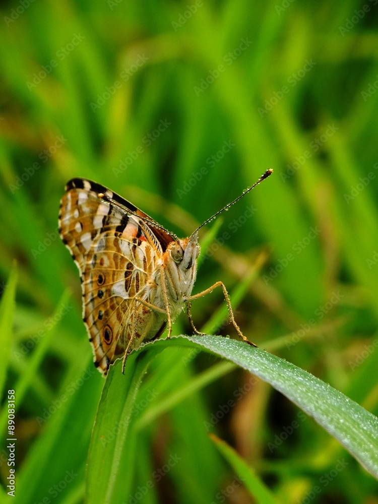 Fototapeta premium dew drop butterfly face