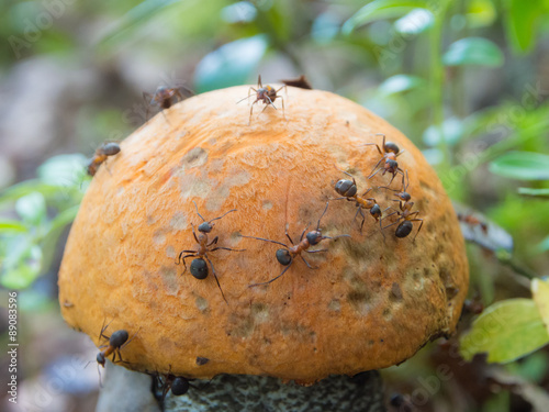 Ants on mushroom