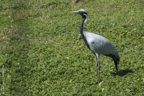 Demoiselle Crane