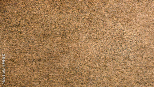 Animal skin leather texture 