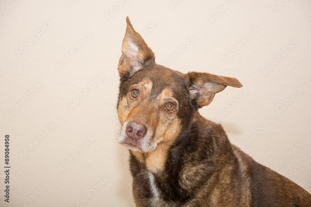 Indoor Portrait of a dog who looks into the camera Indoor Portrait of a dog who looks into the camera