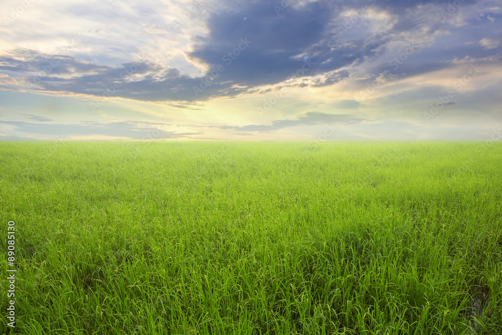 Nature green rice field and sky background 