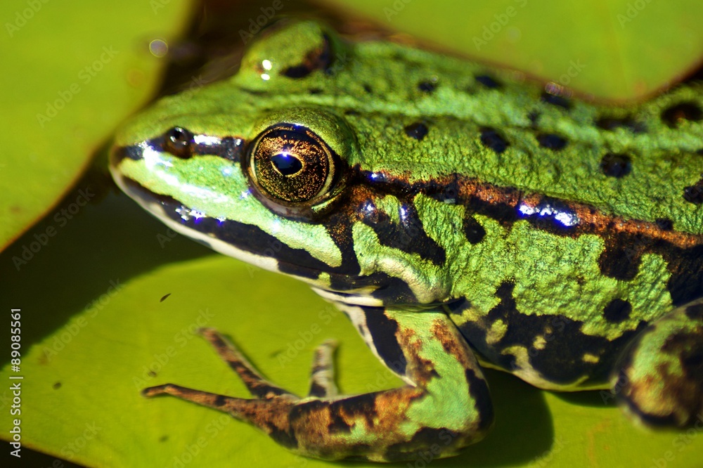 Obraz premium Frosch
