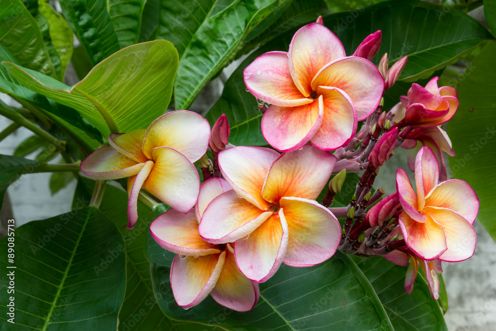 Droplets on plumeria flower Droplets on plumeria flower