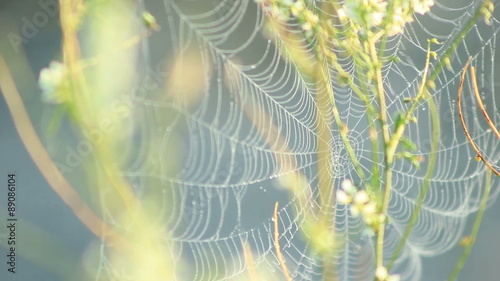 Spider web shaking on the Wind