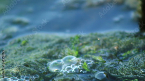 Two Frogs in River
