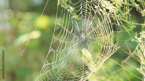 Spider web shaking on the Wind