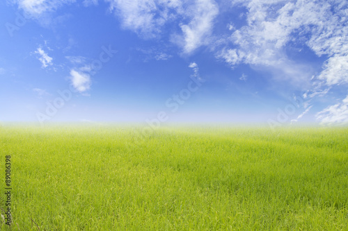 green spring with nature grass field rice background and wooden plank