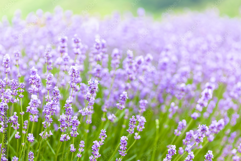 Lavender Lavender