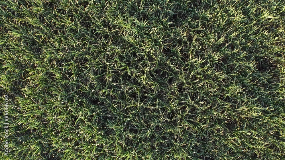Aerial video of sugar cane planting in Brazil - canavial