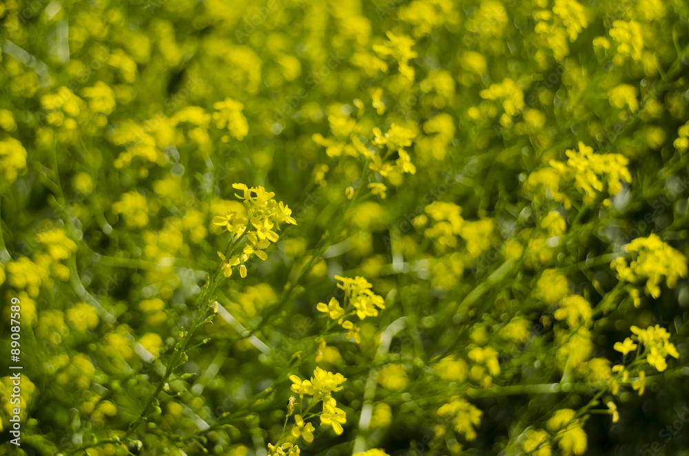 Blossom canola oil Blossom canola oil