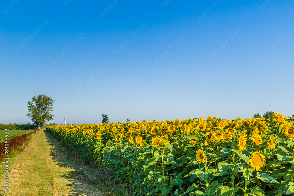 country road along a cultivated field of blooming sunflowers