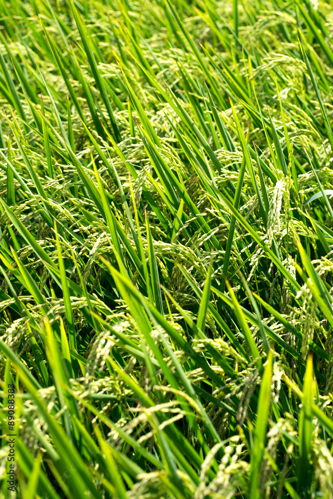 Fototapeta premium Rice plants growing in a paddy field