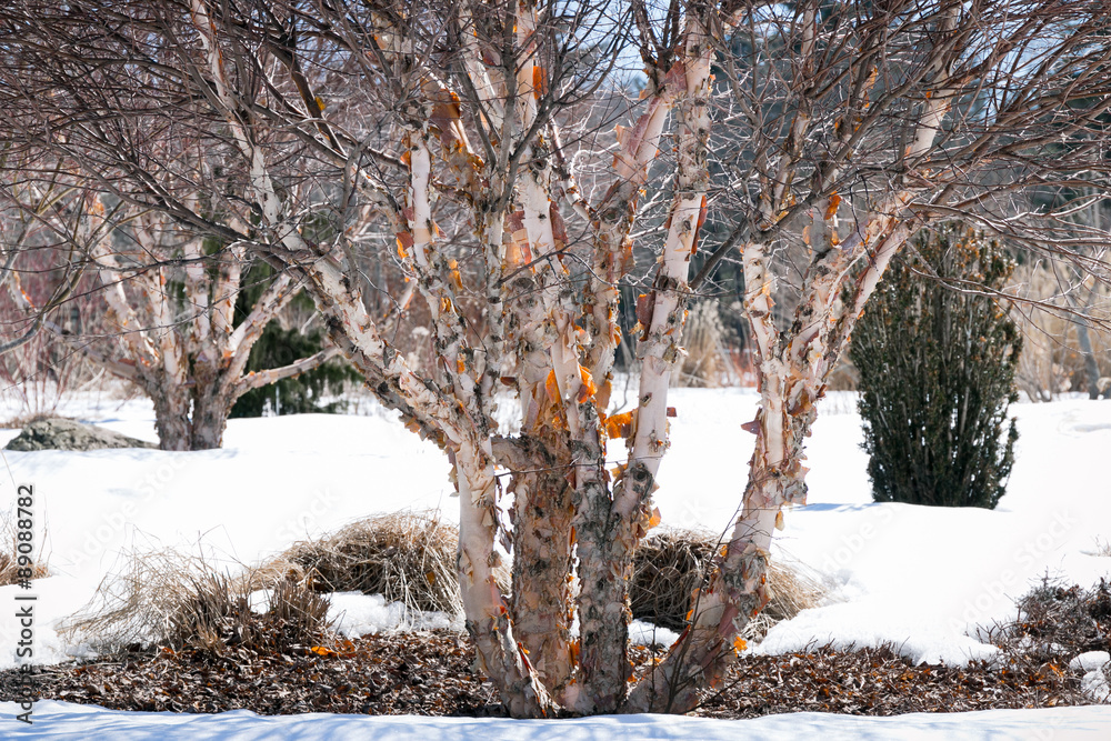 Fototapeta premium Brzoza rzeczna w stylu vintage lub brzoza czerwona, betula nigra, zimą z łuszczącą się korą
