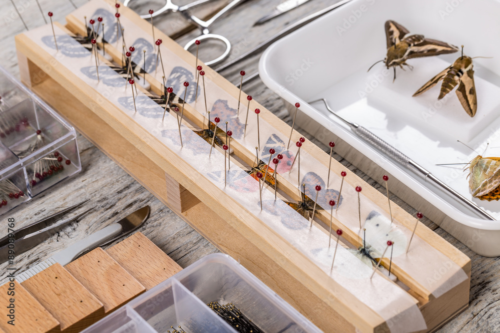 Obraz premium Many butterflies