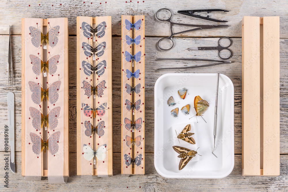 Fototapeta premium Butterflies and tools