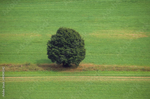 Baum am Feldweg