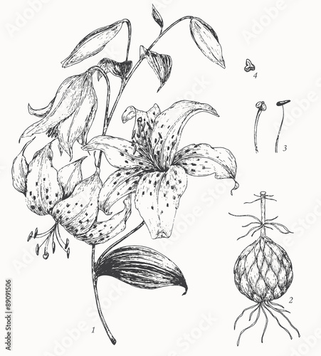 Fototapeta Naklejka Na Ścianę i Meble -   Lily botanical illustration